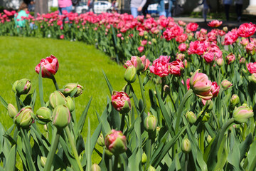 flowerbed with tulips