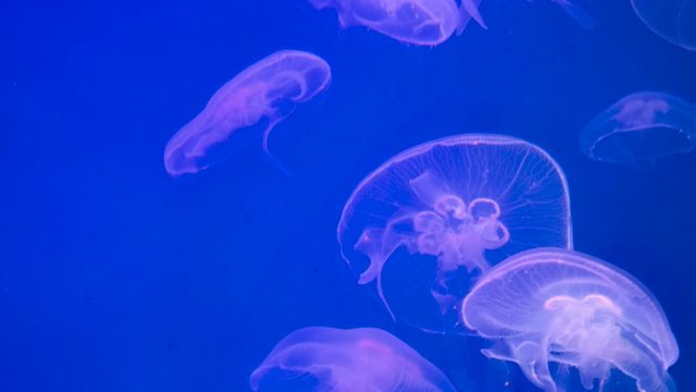 4K. group of transparent jellyfish swimming in Aquarium pool. junderwater footage with glowing medusa slow moving in the water. marine life, sea background. calming view. changing backlight color.