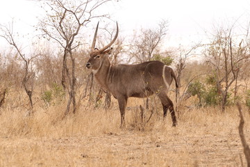 Naklejka na ściany i meble antilope africano