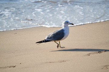 a seagull sitting on a beach sand beach