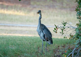 Great Blue Heron