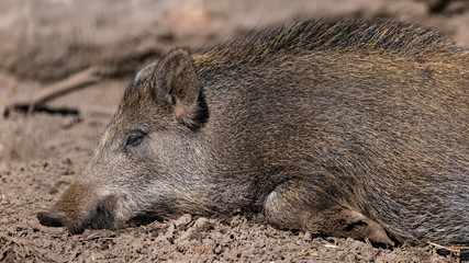 Wildschwein (Sus scrofa)
