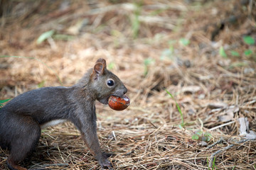 Korean squirrels sitting on the floor and biting their chestnuts  