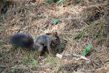 Korean squirrels sitting on the floor and feeding