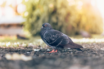 Gray pigeons are searching for food in the lawn area in the park.