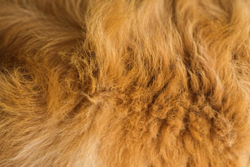 Pattern golden Retriever dog hair close-up.