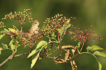fauvette des jardins