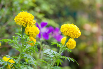 Yellow marigolds are large, beautiful in the garden as a product of agriculture.