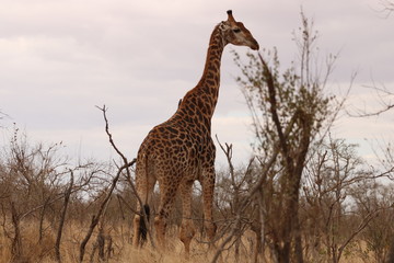 giraffe in kruger