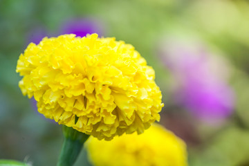 Yellow marigolds are large, beautiful in the garden as a product of agriculture.