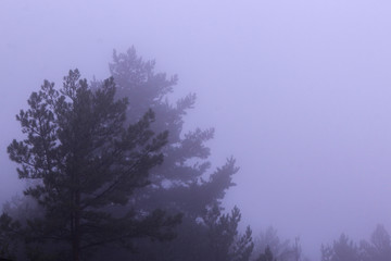 Fototapeta na wymiar Green trees in morning fog.