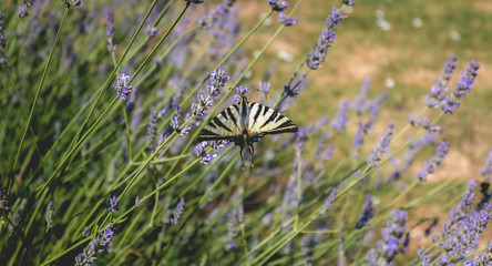 butterfly Iphiclides podalirius flying in a lavender foot in summer