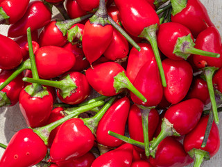 Red Hot NuMex Chili Pepper after garden harvesting