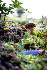Single mushroom on a forest hill shot from below