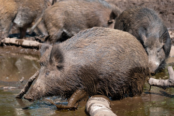 Wildschwein (Sus scrofa)