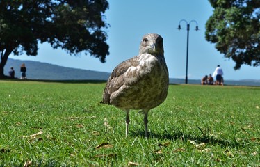 close up of a brown seagull on green grass