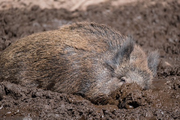 Wildschwein (Sus scrofa)