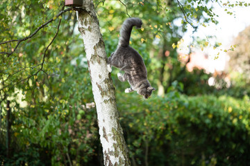 side view of a blue tabby white maine coon cat jumping down from birch tree in the back yard