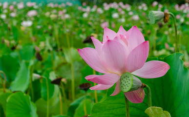Fototapeta premium Beautiful lotus flower in blooming in pond at daytime, Summer flowers in Taiwan. The symbol of the Buddha, Thailand.