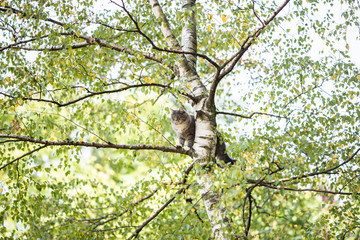low angle view of a blue tabby white maine coon cat climbing on high birch tree looking down observing the back yard