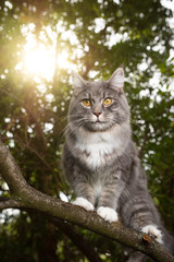 Naklejka na ściany i meble blue tabby white maine coon cat standing on branch of a tree outdoors in the forest in backlight looking at camera in the forest