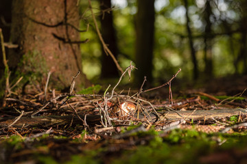 Steinpilz (Herrenpilz) im Herbst