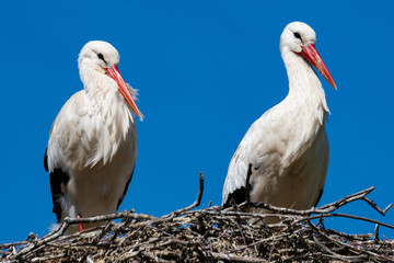 Weißstorchenpaar