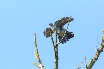 coucou gris © Claude
