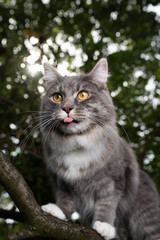 curious young blue tabby maine coon cat standing on branch of a tree outdoors in the woods sticking out tongue looking ahead