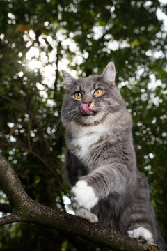 young blue tabby white maine coon cat standing on branch of a tree licking over nose looking