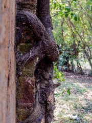 Nature taking over the past