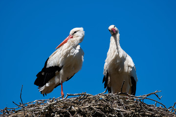 Weißstorchenpaar