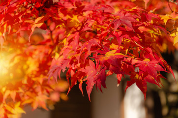 beautiful autumn colorful red and yellow maple leaves with blurred background and during sunrise at morning in autumn season from Kyoto, Japan, nature background and international travel concept