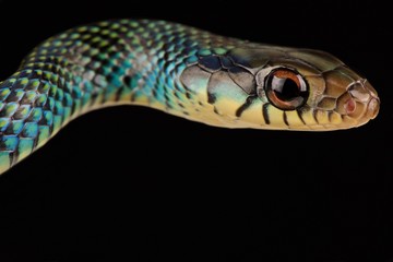 Speckled racer (Drymobius margaritiferus margaritiferus)