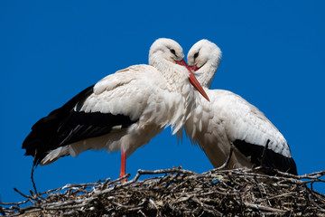 Weißstorchenpaar