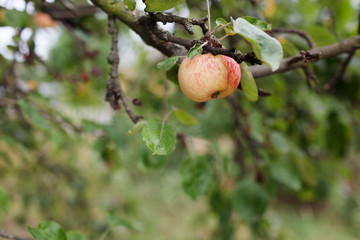  Fresh juicy apple on apple tree branch. Organic apple in natural environment. Crop of apple in summer garden