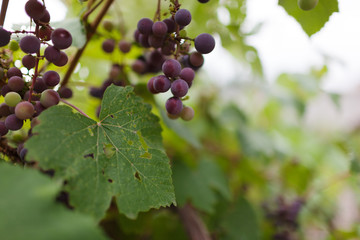  Healthy fruits Red wine grapes in the vineyard, dark grapes/ blue grapes/wine grapes