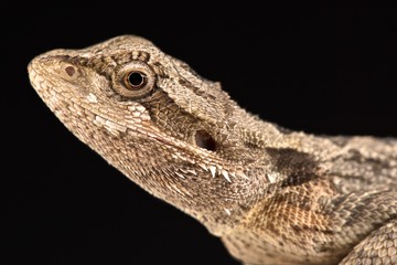 Western bearded dragon (Pogona minor minor)