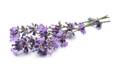 Bunch of fresh lavender flowers