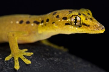 Polillo false gecko (Pseudogekko smaragdinus)