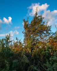 Eastern Redcedar in the early morning light at the Kelly Hamby Nature Trail!