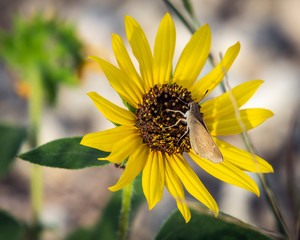 Eufala Skipper on a Prairie Sunflower!