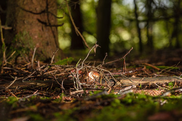 Steinpilz (Herrenpilz) im Herbst