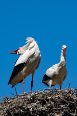Storchenpaar bei der Balz