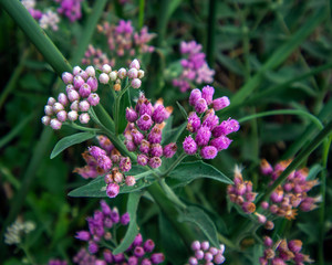 Marsh Fleabane at the Discovery Center in Brazoria National Wildlife Refuge!