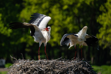Storchenpaar bei der Balz