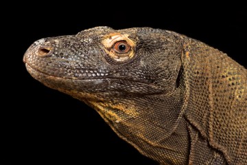 Fototapeta premium Komodo dragon (Varanus komodoensis)