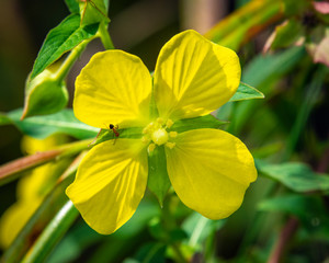 Mexican Primrose-Willow in the bright sun!