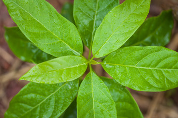  leaf of avocado tree