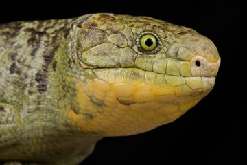 Monkey-tailed skink (Corucia zebrata zebrata)